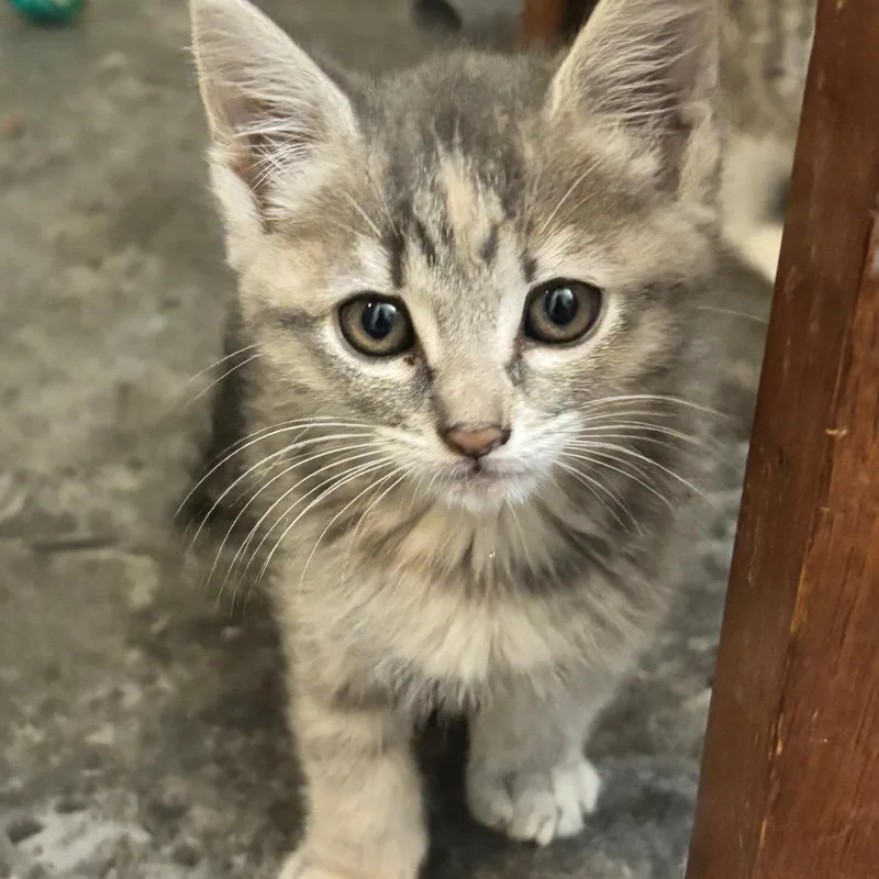 Savannah