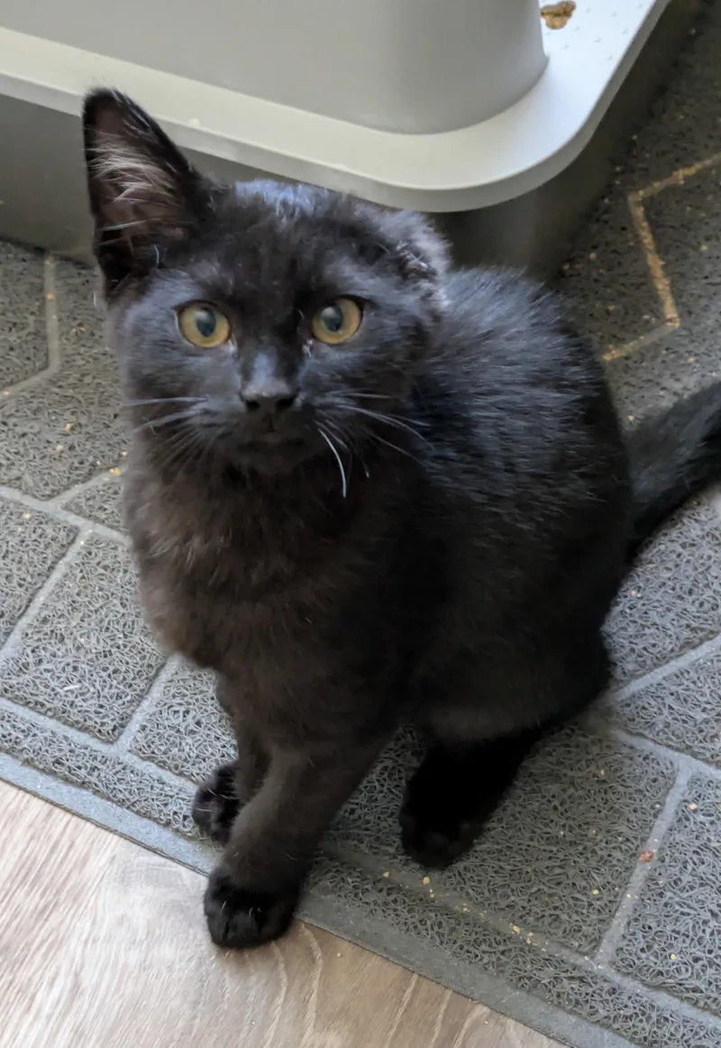 A young large-sized male Black Domestic Short Hair cat named Grogu for adoption in Walnut, CA