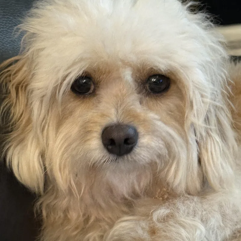 An adult small-sized male Shih Tzu dog named Henry for adoption in Orlando, FL