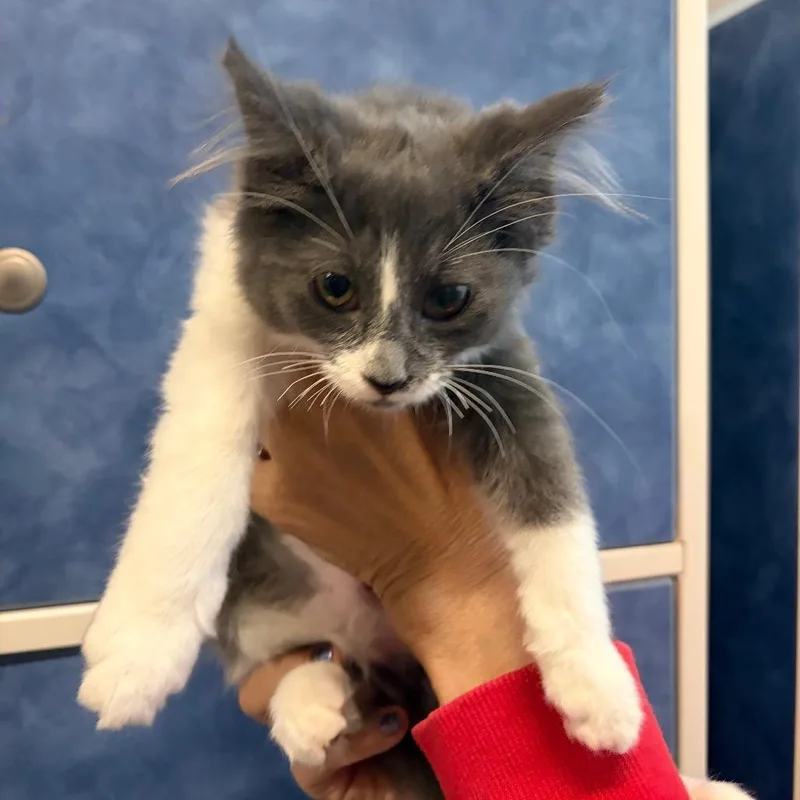 A baby small-sized female Domestic Long Hair cat named Mooney for adoption in Dearborn, MI