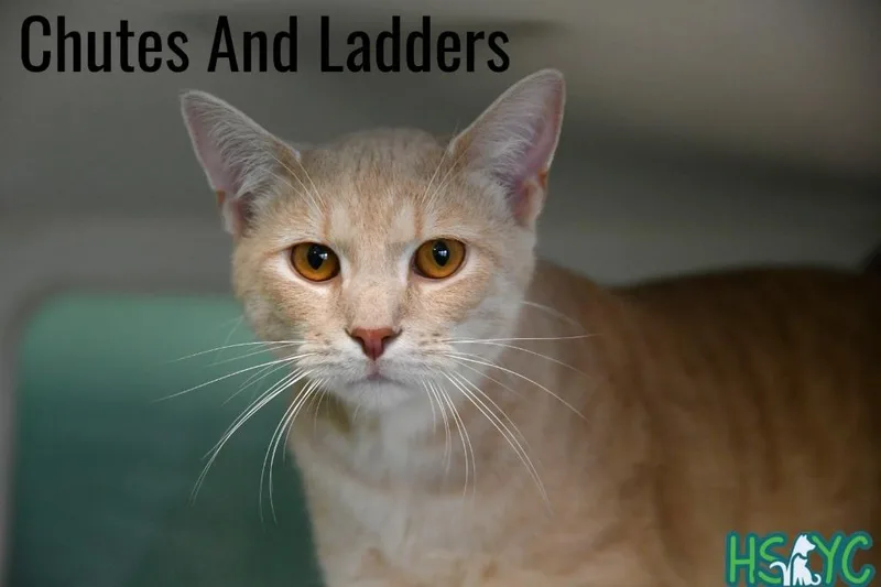 A young medium-sized male Domestic Short Hair cat named Chutes and Ladders for adoption in Fort Mill, SC