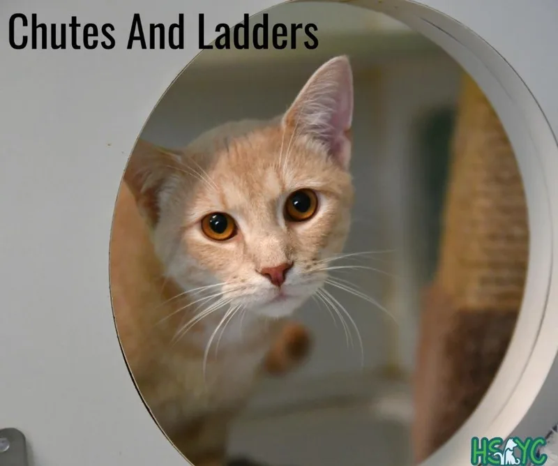 Chutes and Ladders thumbnail 2
