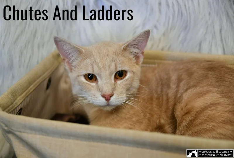 Chutes and Ladders thumbnail 3