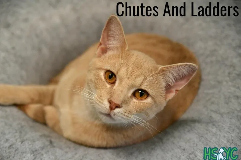 Chutes and Ladders thumbnail 5