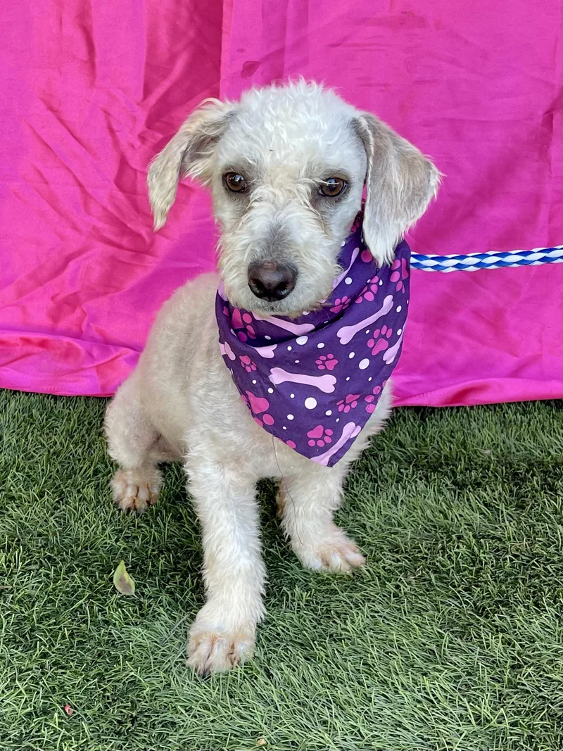 A young small-sized female Poodle dog named Chanel for adoption in Rowland Heights, CA