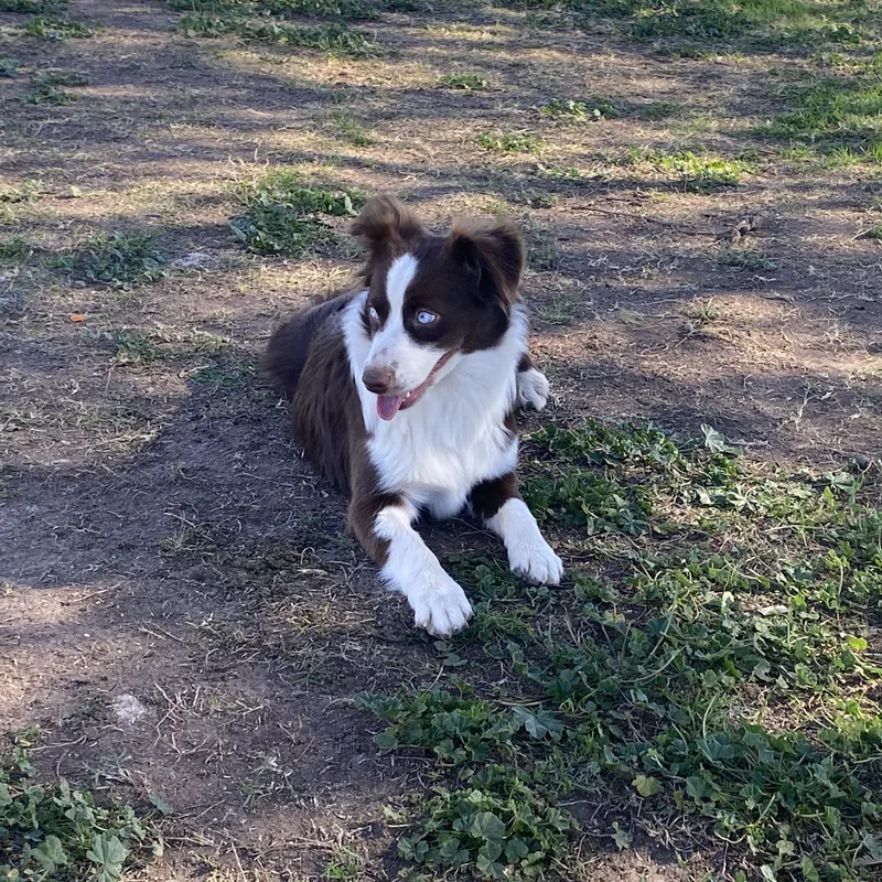 A young medium-sized female Red / Chestnut / Orange Australian Shepherd dog named Garnet year for adoption in Oro Valley, AZ