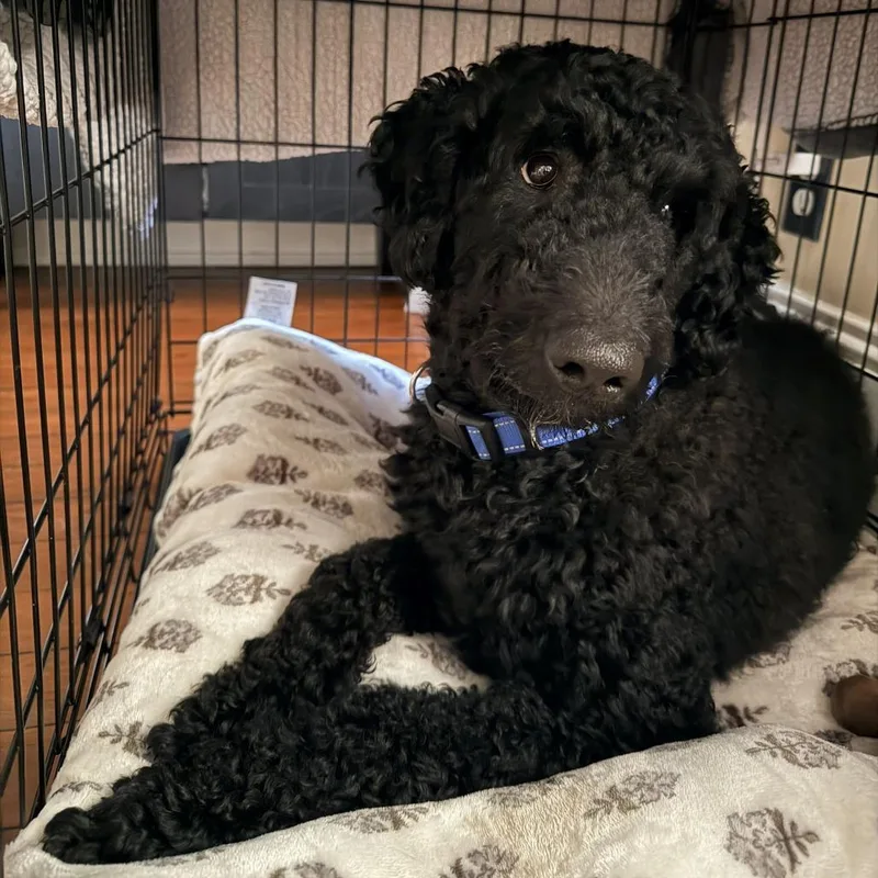 A young medium-sized male Black Miniature Poodle dog named Willy for adoption in Staten Island, NY