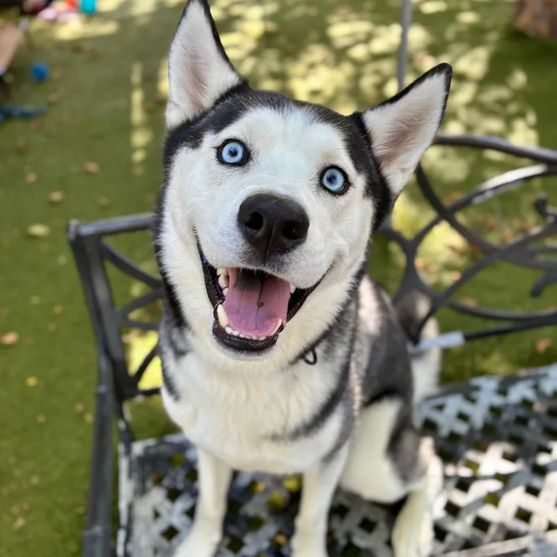 An adult medium-sized male Siberian Husky dog named Rio for adoption in Providence, RI