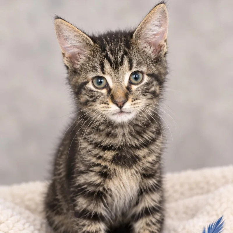A baby small-sized female Brown / Chocolate Domestic Short Hair cat named Cricket for adoption in South Elgin, IL