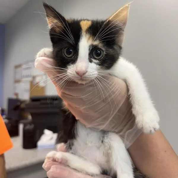 A baby small-sized female Domestic Short Hair cat named Callie for adoption in Des Moines, IA