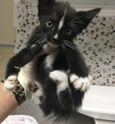 A baby small-sized male Domestic Short Hair cat named Skunky for adoption in Riverside, CA