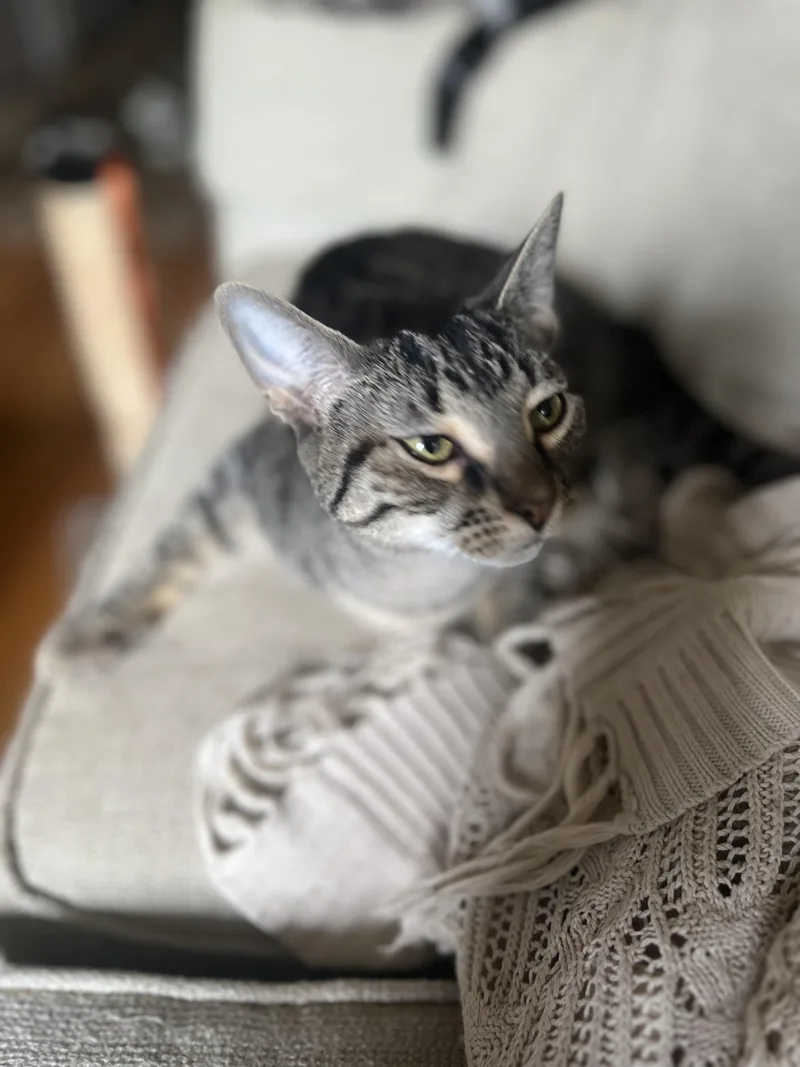 Loki N. ~ Gentle thumbnail 2