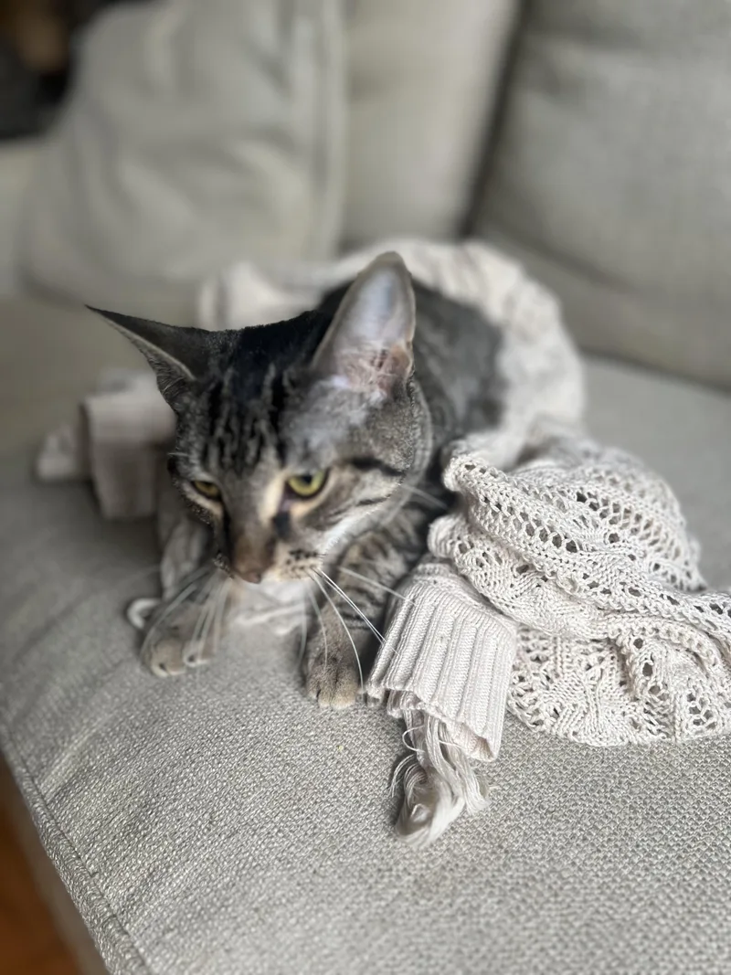 Loki N. ~ Gentle thumbnail 3