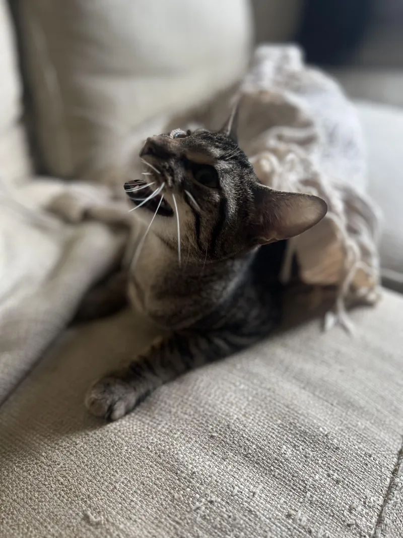 Loki N. ~ Gentle thumbnail 4