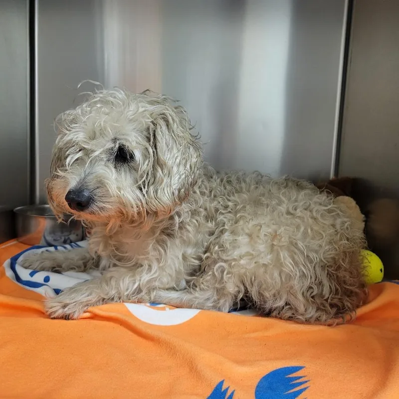 An adult small-sized male White / Cream Poodle dog named Boston for adoption in Westminster, CA