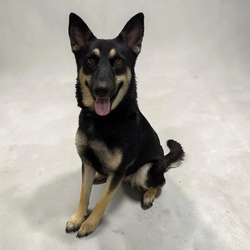 An adult medium-sized female German Shepherd Dog dog named Olive for adoption in Kenedy, TX