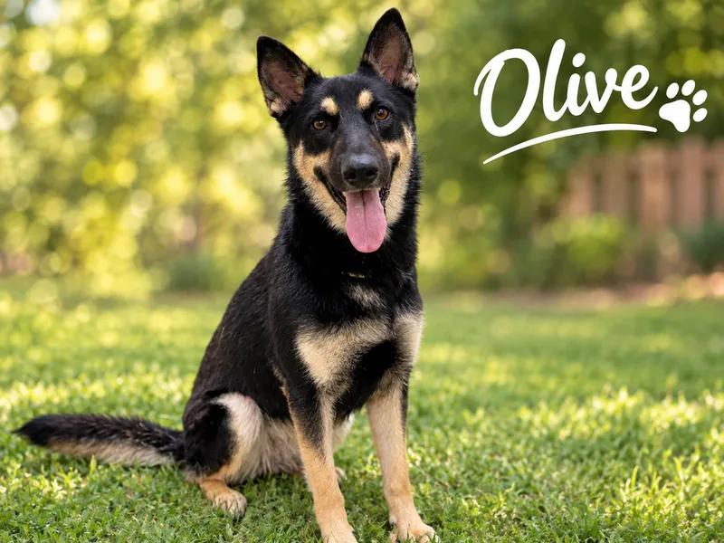 Olive thumbnail 2