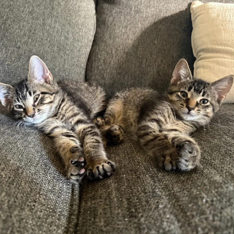 A baby medium-sized male Tabby (Brown / Chocolate) Domestic Short Hair cat named Shy Guy for adoption in Watertown, WI
