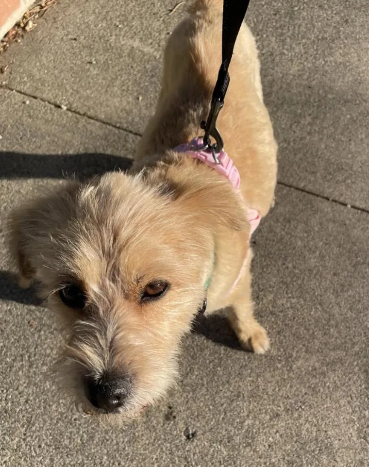 A young small-sized male Terrier dog named Biscuit for adoption in Davis, CA
