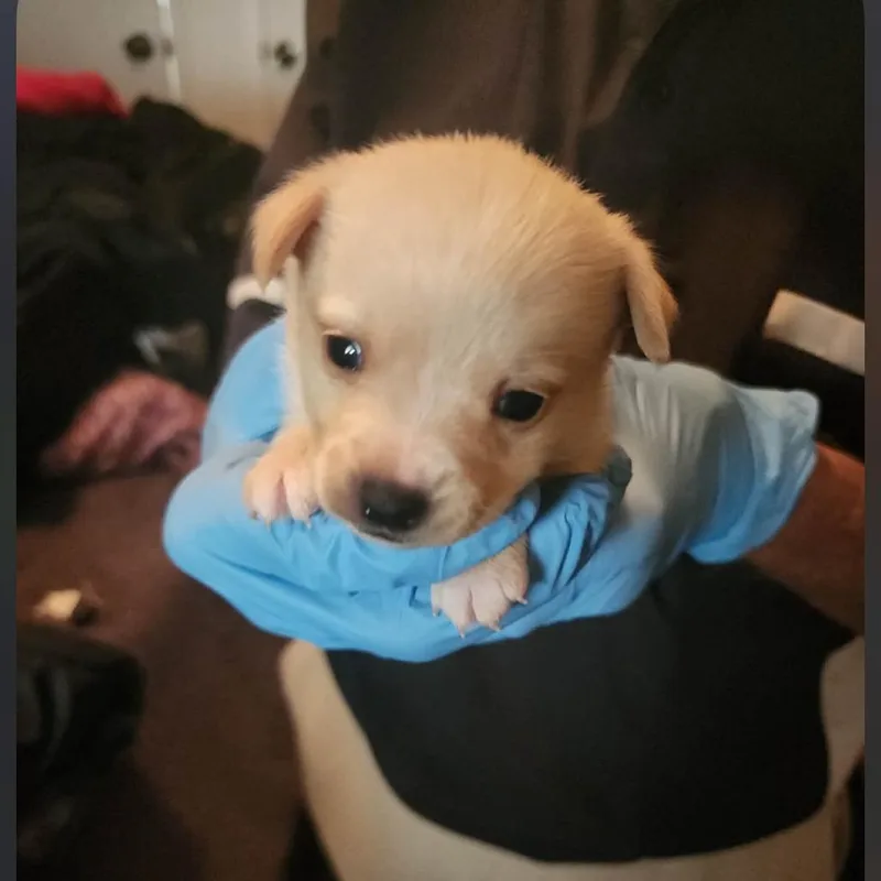 A baby small-sized male White / Cream Wirehaired Terrier dog named Namoura for adoption in Tampa, FL