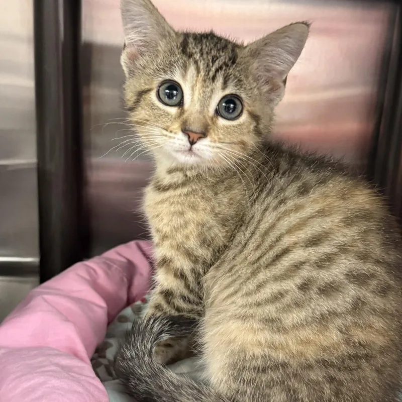 A baby small-sized female Brown / Chocolate Domestic Short Hair cat named Denver for adoption in Falls Church, VA