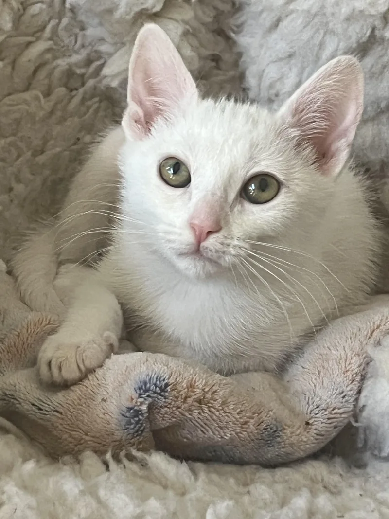 A baby medium-sized female White Domestic Short Hair cat named Cleopatra for adoption in San Juan Capistrano, CA