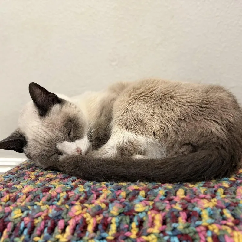 A senior large-sized male Gray / Blue / Silver Domestic Short Hair cat named Kieran for adoption in Ramona, CA