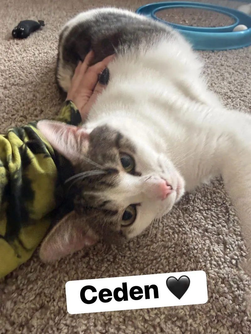 Ceden