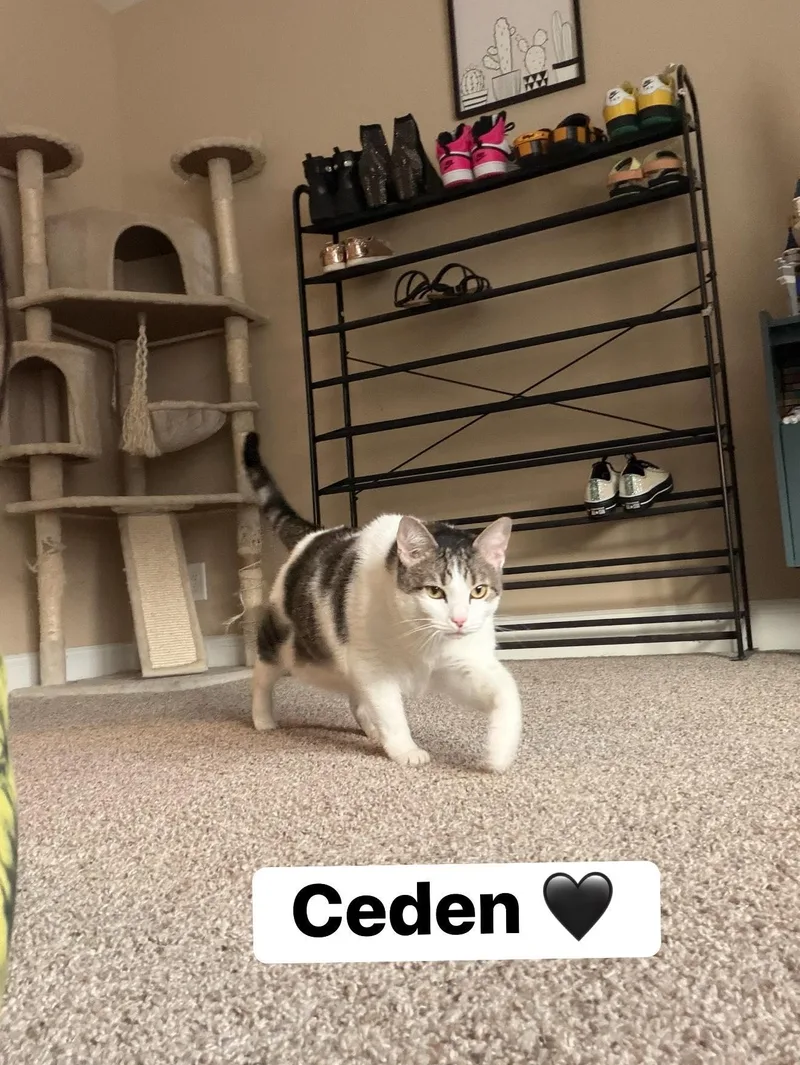 Ceden thumbnail 3