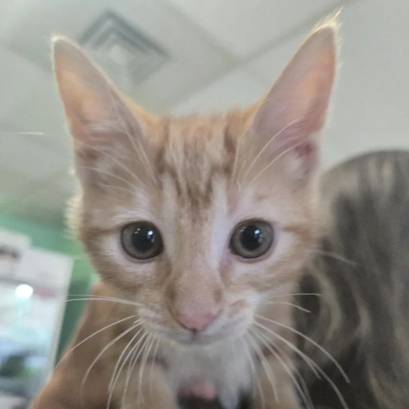 A baby small-sized female Orange / Red Domestic Short Hair cat named Reza for adoption in Austin, TX
