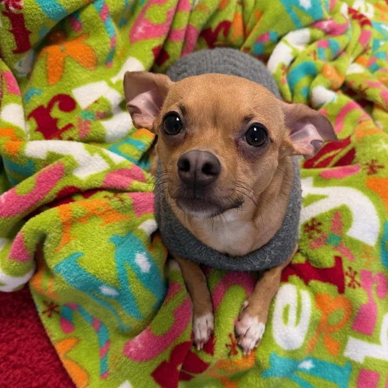 Finnegan thumbnail 2