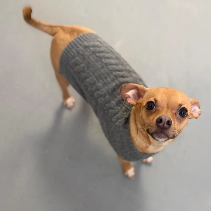 Finnegan thumbnail 3