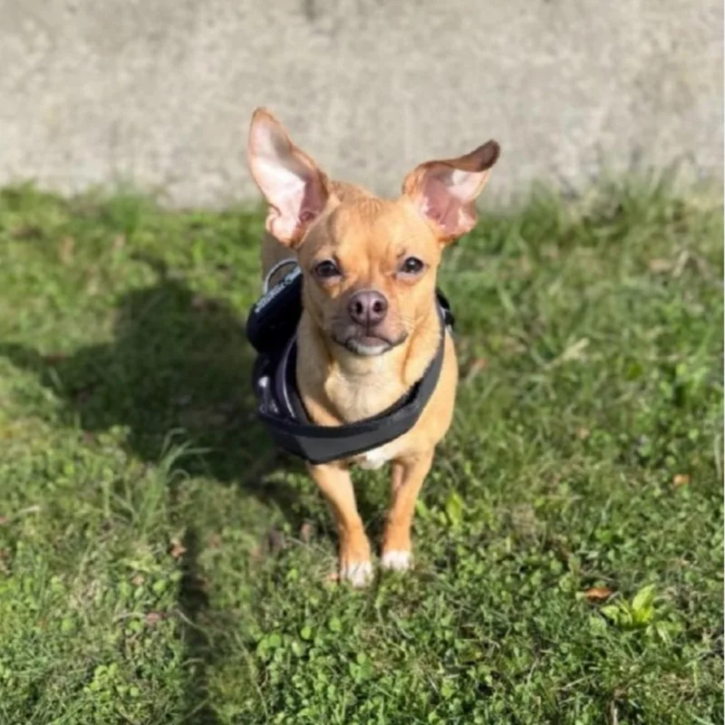 Finnegan thumbnail 4