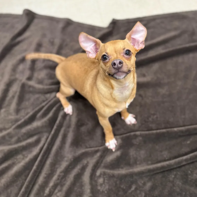 Finnegan thumbnail 5