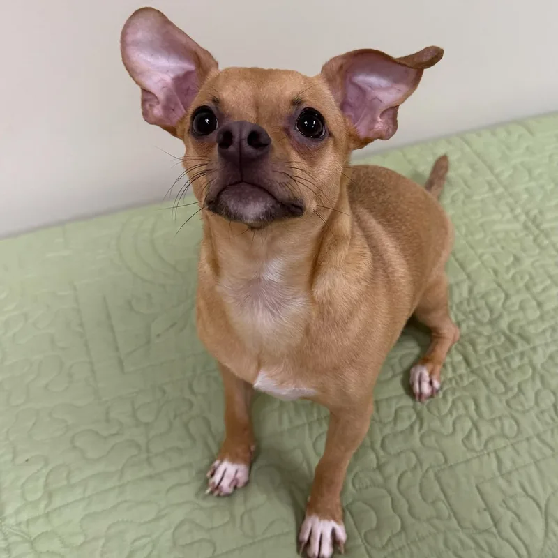 Finnegan thumbnail 6