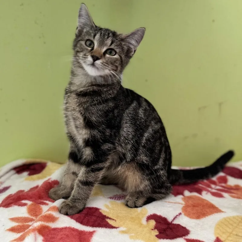 A baby small-sized male Brown / Chocolate Domestic Short Hair cat named Huey for adoption in Brownsboro, AL