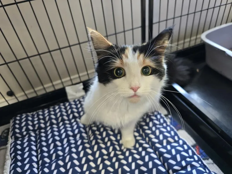 A young medium-sized female Domestic Long Hair cat named Gemini for adoption in Southbury, CT