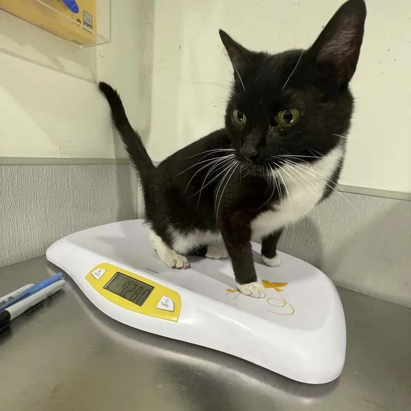 A senior large-sized female Black Domestic Short Hair cat named Flounder for adoption in Tampa, FL