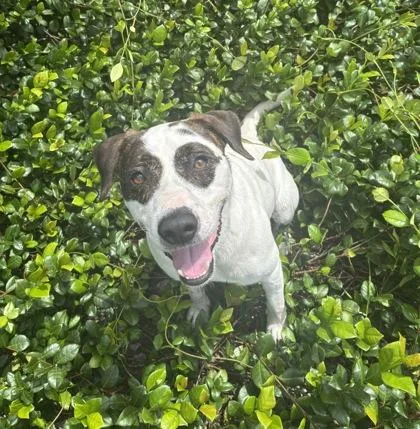 An adult large-sized male Mixed Breed dog named Bingo for adoption in Kansas City, MO