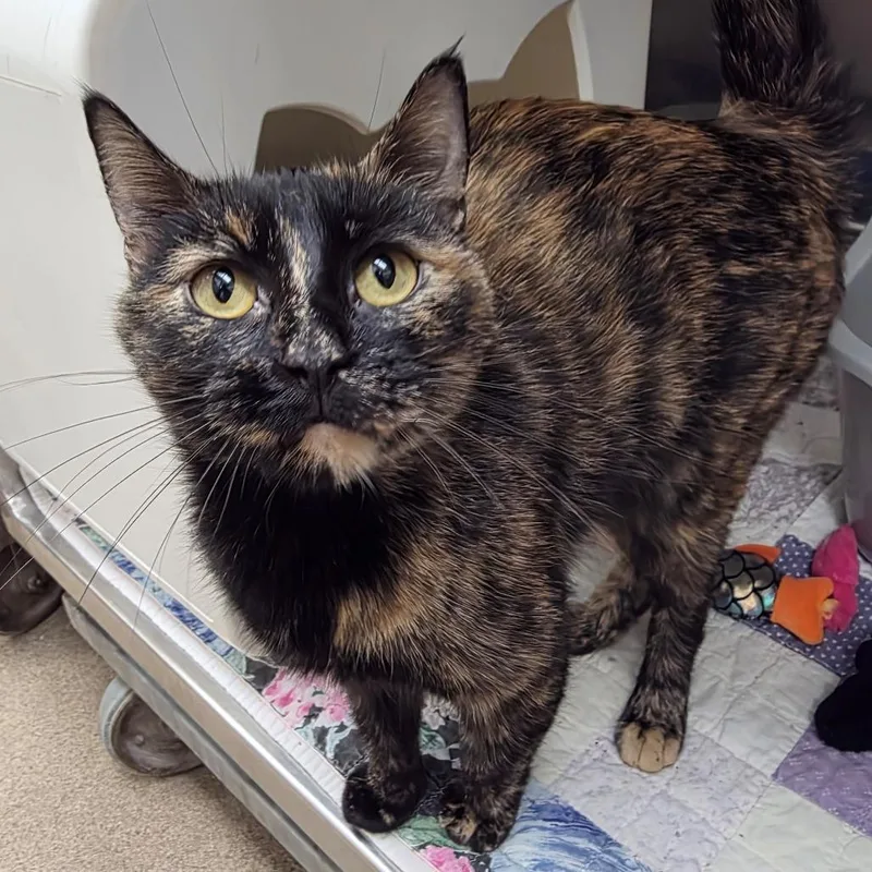 An adult medium-sized female Black Domestic Short Hair cat named Verona for adoption in Oshkosh, WI