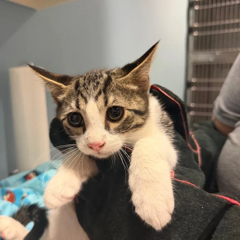 A baby small-sized male Buff / Tan / Fawn Domestic Short Hair cat named Lentil for adoption in Chattanooga, TN