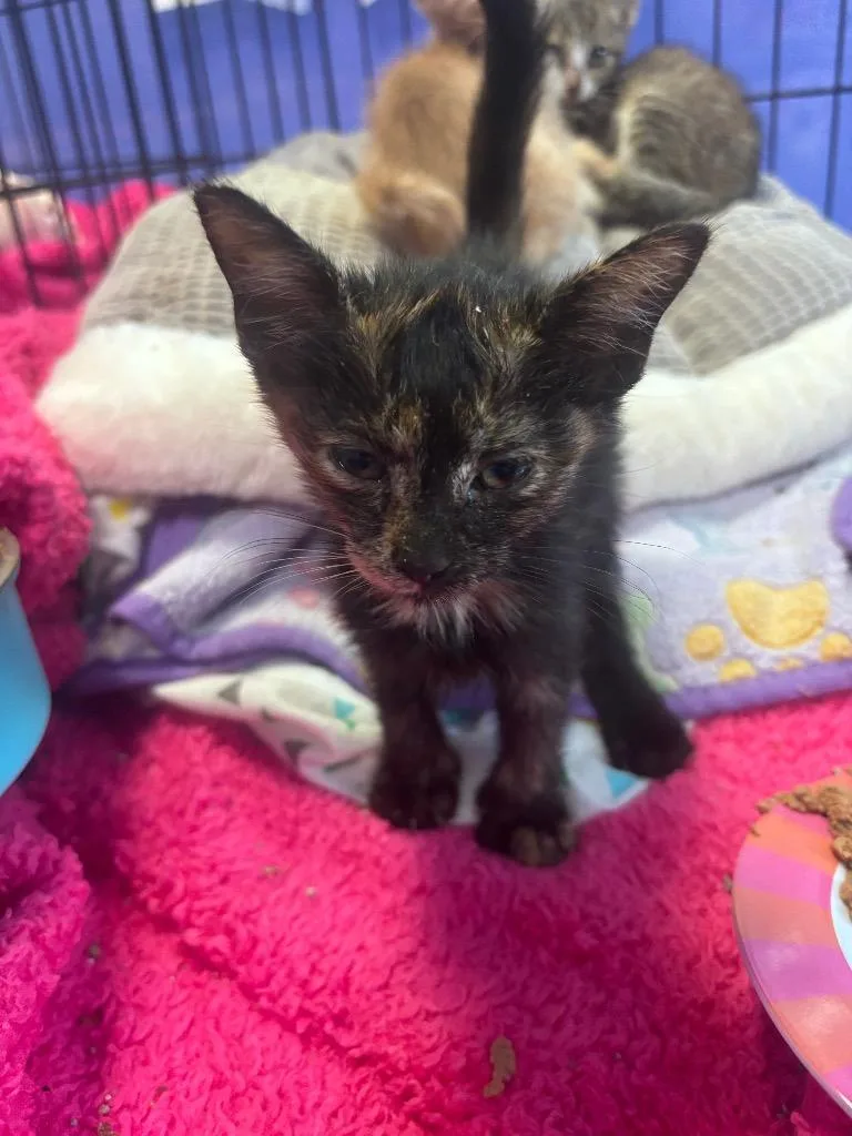 A baby small-sized female Domestic Short Hair cat named Honey for adoption in Corpus Christi, TX