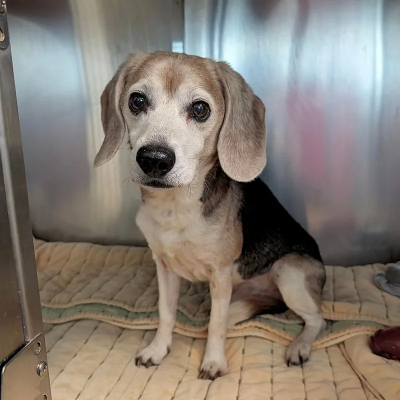 A senior small-sized male Mixed Breed dog named Scooby for adoption in Asheville, NC
