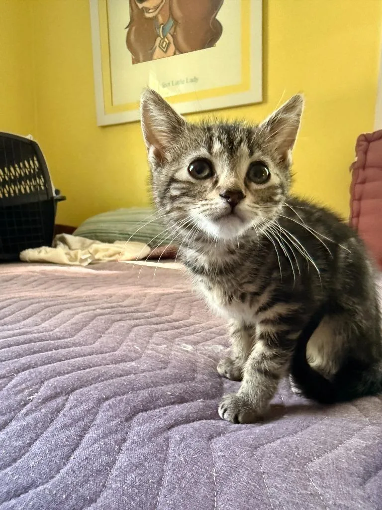 A baby medium-sized female Domestic Short Hair cat named Chiara for adoption in Pomona, NY