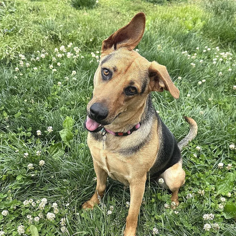 A young large-sized female Bicolor Shepherd dog named Mama Crockpot for adoption in Chattanooga, TN