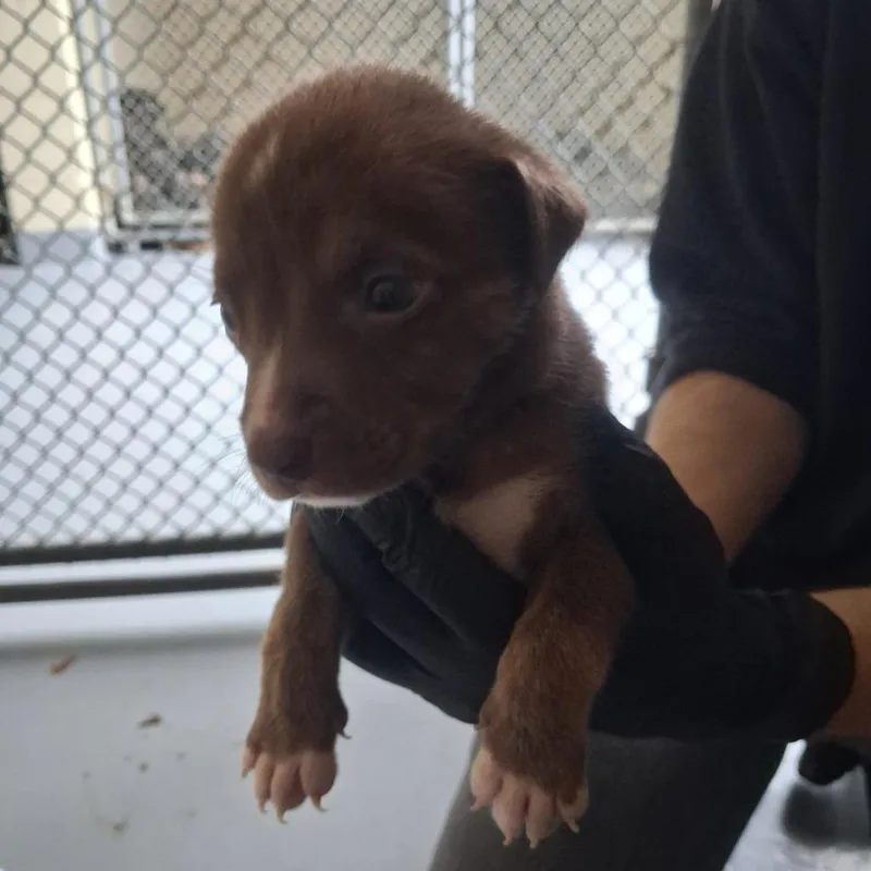 A baby small-sized male Brown / Chocolate Mixed Breed dog named Driver for adoption in Austin, TX