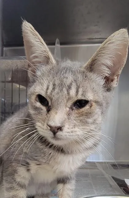A baby medium-sized female Domestic Short Hair cat named Verna for adoption in Downey, CA