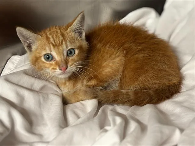 Nick