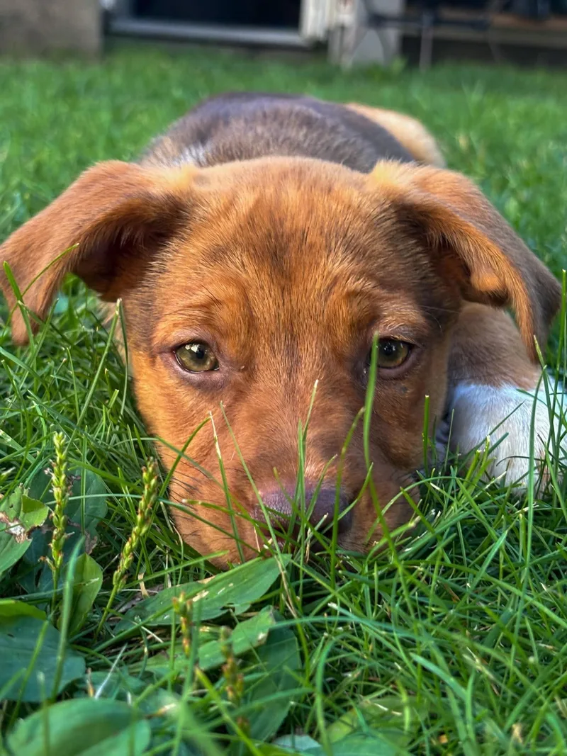 A baby medium-sized female Mixed Breed dog named Willow for adoption in De Pere, WI