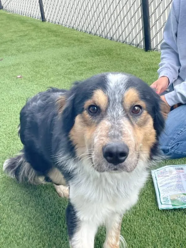 An adult medium-sized male Australian Shepherd dog named Aries for adoption in Prineville, OR